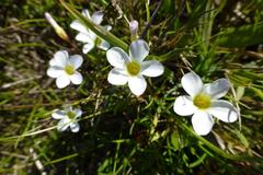 Oxalis pusilla