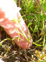 Oxalis pusilla