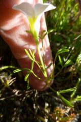 Oxalis pusilla