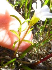 Oxalis pusilla