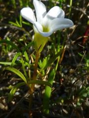 Oxalis pusilla