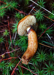 Suillus glandulosus