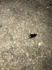Platyninae