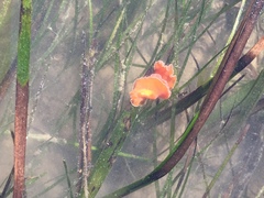 Yungia aurantiaca