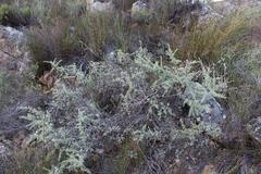 Aspalathus rigidifolia