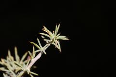 Aspalathus rigidifolia