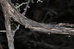 Aspalathus rigidifolia