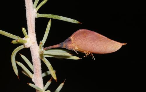 Image of Aspalathus rigidifolia by (c) Brian du Preez, some rights reserved (CC BY-SA)
