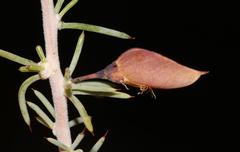 Aspalathus rigidifolia