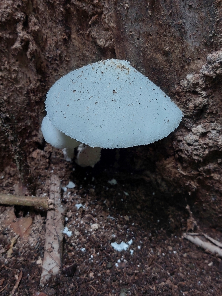 Leucocoprinus cretaceus · August 2023 · photo: © chelina_batista (iNaturalist, cc-by)