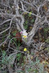 Freesia fucata
