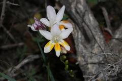 Freesia fucata
