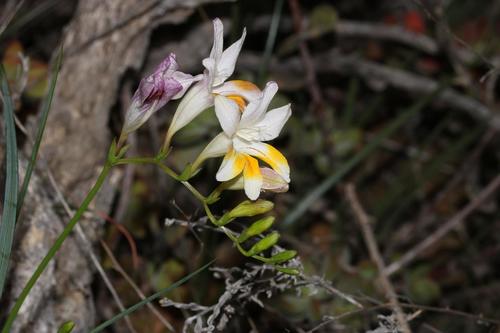 Image of Freesia fucata by (c) Brian du Preez, some rights reserved (CC BY-SA)