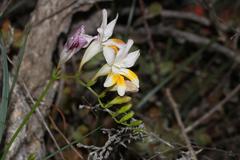 Freesia fucata