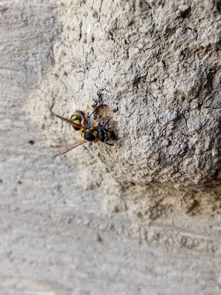 Allodynerus floricola