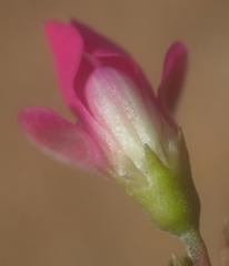Tephrosia capensis capensis
