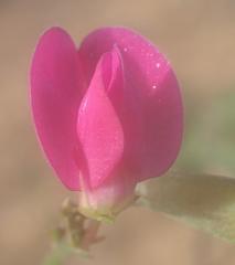 Tephrosia capensis capensis