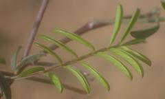 Tephrosia capensis capensis