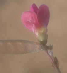 Tephrosia capensis capensis