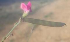 Tephrosia capensis capensis