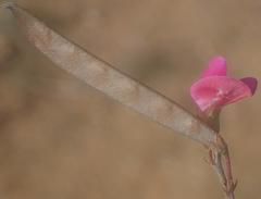 Tephrosia capensis capensis