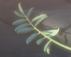 Tephrosia capensis capensis