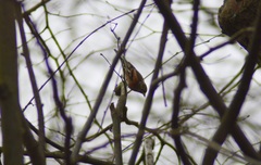 Fringilla montifringilla