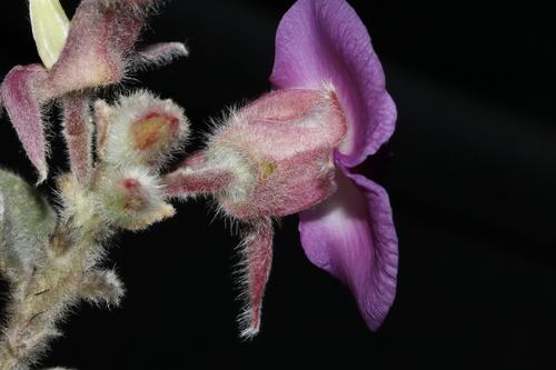 Image of Podalyria cordata by (c) Brian du Preez, some rights reserved (CC BY-SA)