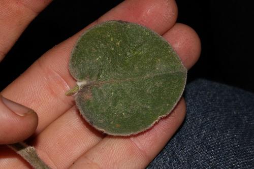 Image of Podalyria cordata by (c) Brian du Preez, some rights reserved (CC BY-SA)
