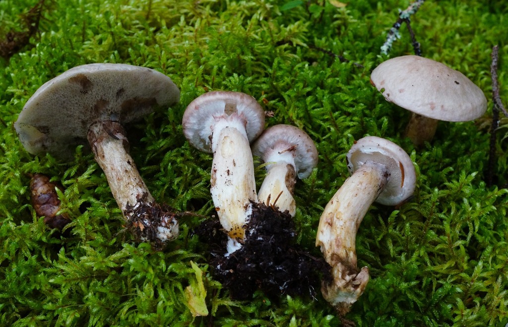 Suillus serotinus
