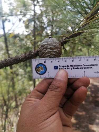 Pinus praetermissa (Pinus praetermissa)