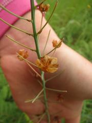 Eriospermum cooperi cooperi