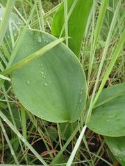 Eriospermum cooperi cooperi