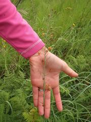 Eriospermum cooperi cooperi