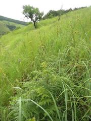 Eriospermum cooperi cooperi