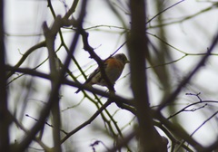 Fringilla montifringilla