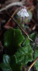 Lobelia ardisiandroides