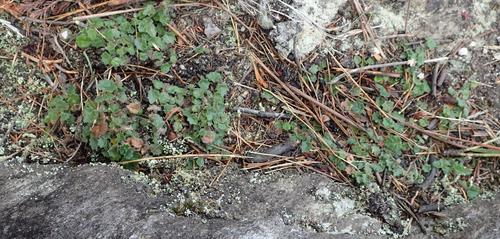 Image of Pely Lobelia (Lobelia ardisiandroides) by (c) Nicola van Berkel, some rights reserved (CC BY-SA)