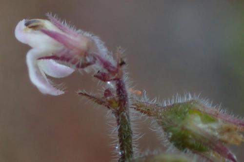 Image of Lobelia ardisiandroides by (c) Nicola van Berkel, some rights reserved (CC BY-SA)