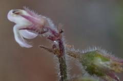 Lobelia ardisiandroides