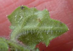 Lobelia ardisiandroides