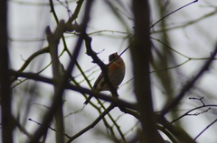 Fringilla montifringilla