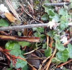 Lobelia ardisiandroides