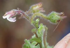 Lobelia ardisiandroides