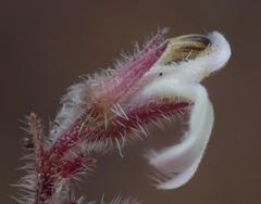 Lobelia ardisiandroides