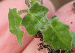 Lobelia ardisiandroides