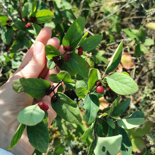 zemolez tatársky (Lonicera tatarica)