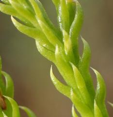 Lycopodium zanclophyllum