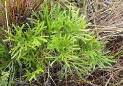 Lycopodium zanclophyllum