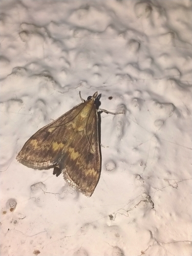 Ostrinia nubilalis